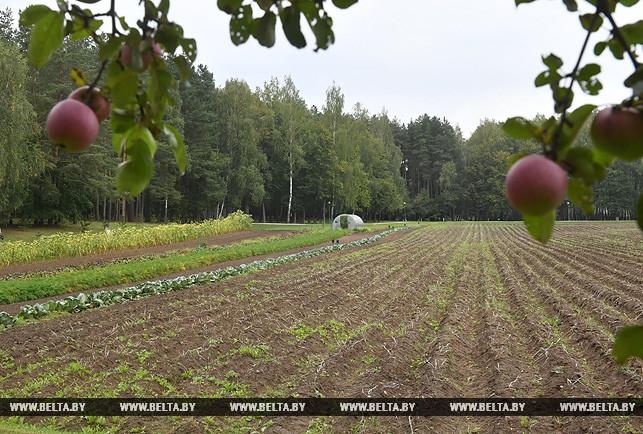 Лукашэнка капаў бульбу і збіраў кавуны (фота, відэа)