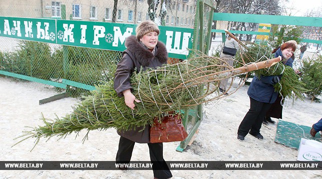 Дзе купіць ёлку ў Мінску і рэгіёнах (карта)