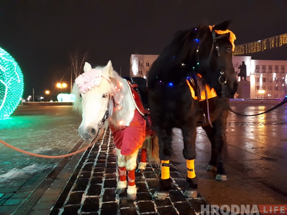 Поні Гошу і Ліну, якія бегалі па цэнтры Гродна, вярнулі гаспадарам