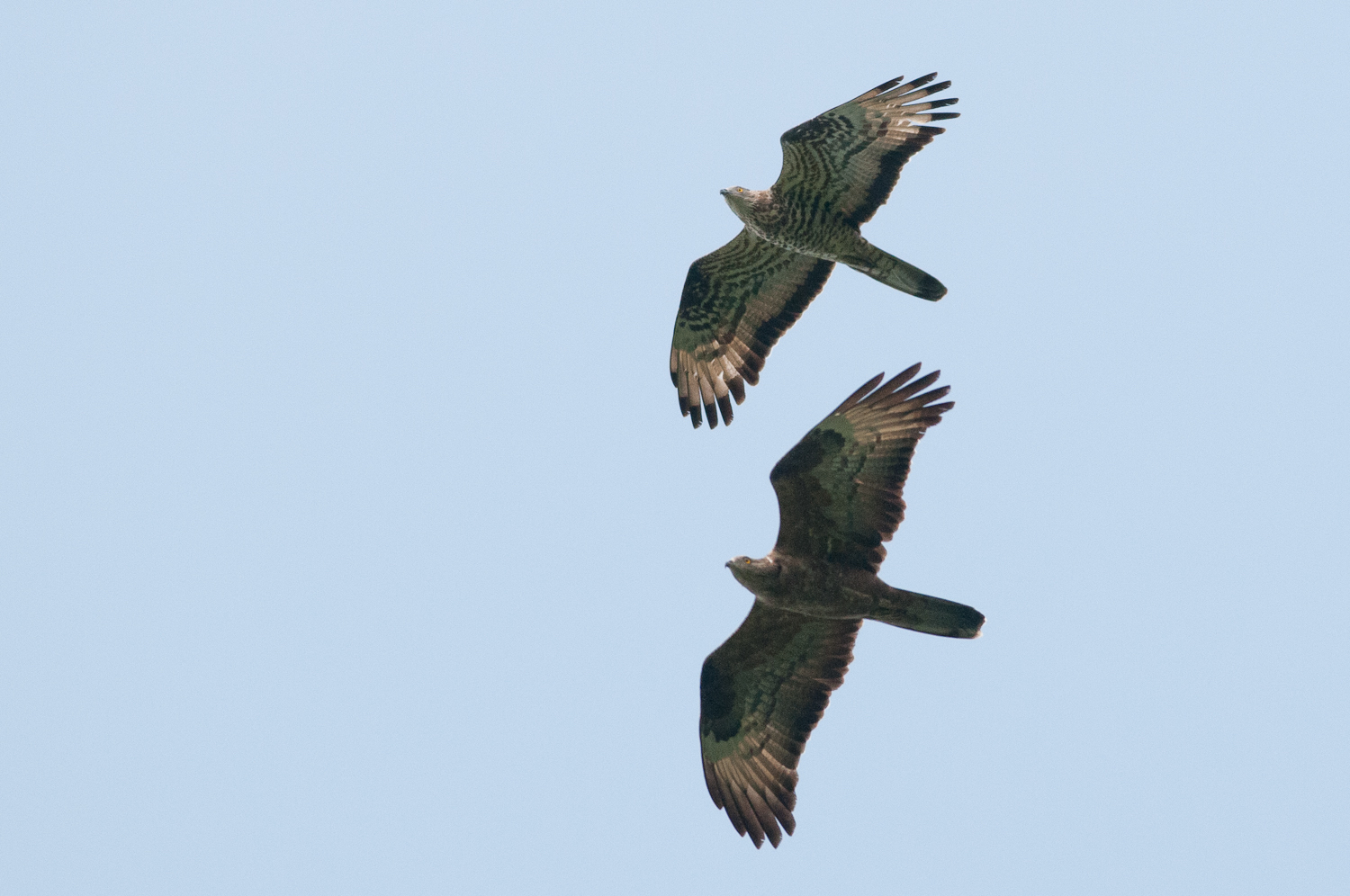 Birdwatching в Аджарии. Как птицы привлекают туристов