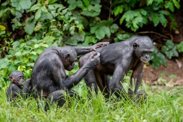 Что общего у силовиков Беларуси и шимпанзе бонобо — разговор с психологом 