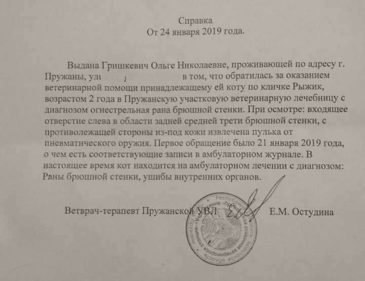 В Пружанах завёлся “охотник” на птиц и животных. Последняя жертва — домашний кот