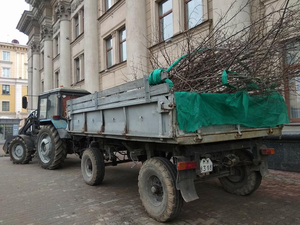 На проспекте Независимости в Минске снова пересаживают деревья