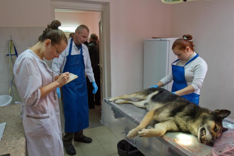 У Слоніме забілі сабаку, якога мясцовыя прынялі за "чупакабру"