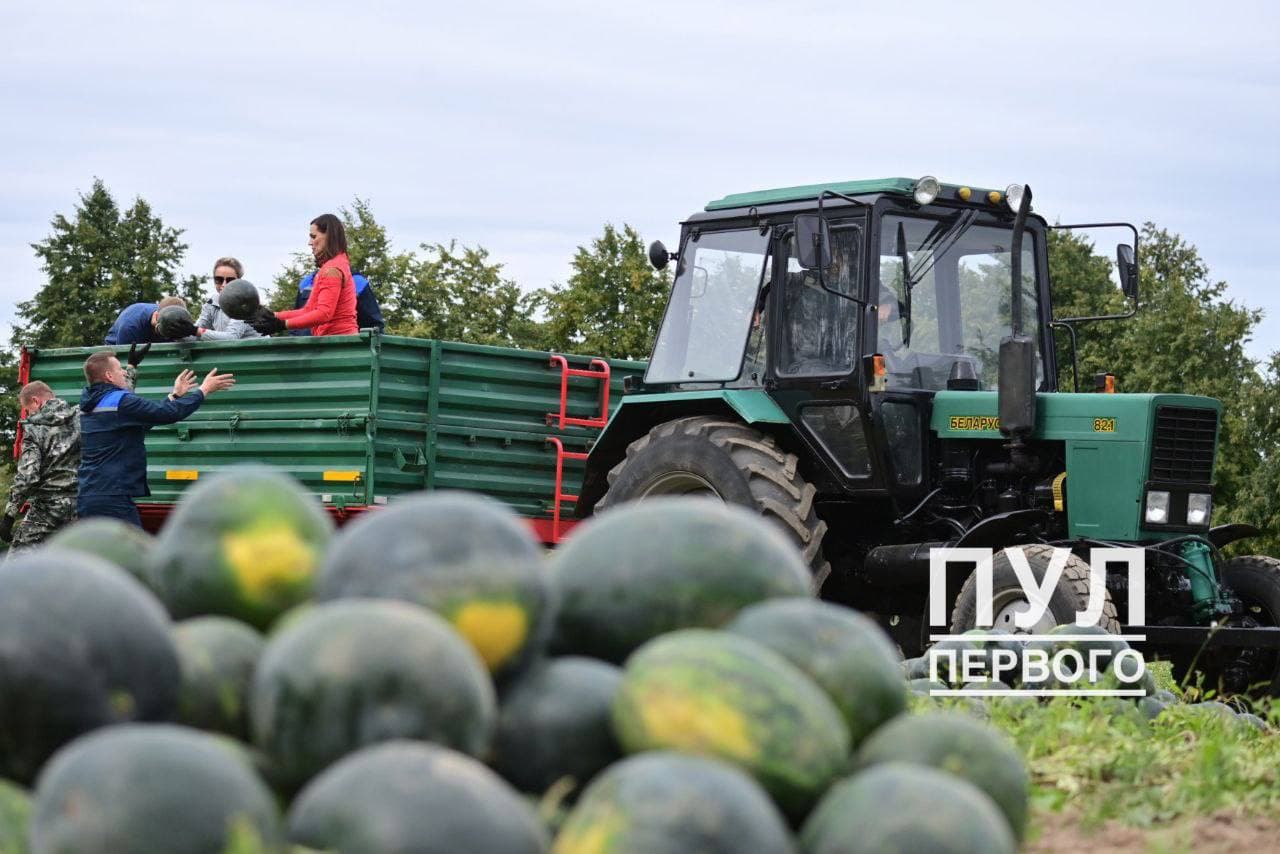 Лукашенко снова собирал арбузы в обществе красивых девушек