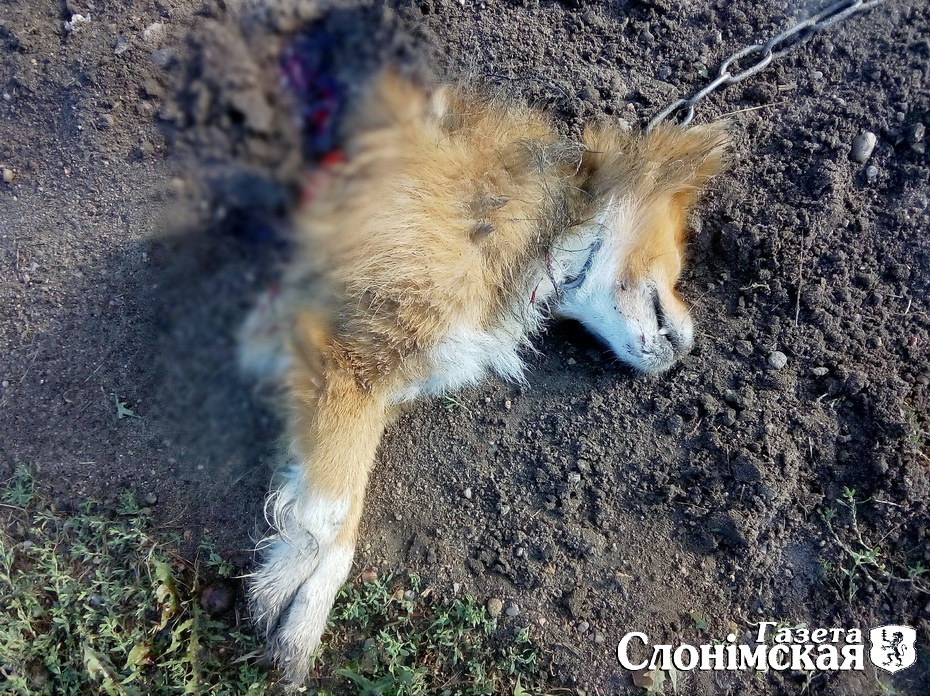 У Слоніме забілі сабаку, якога мясцовыя прынялі за "чупакабру"