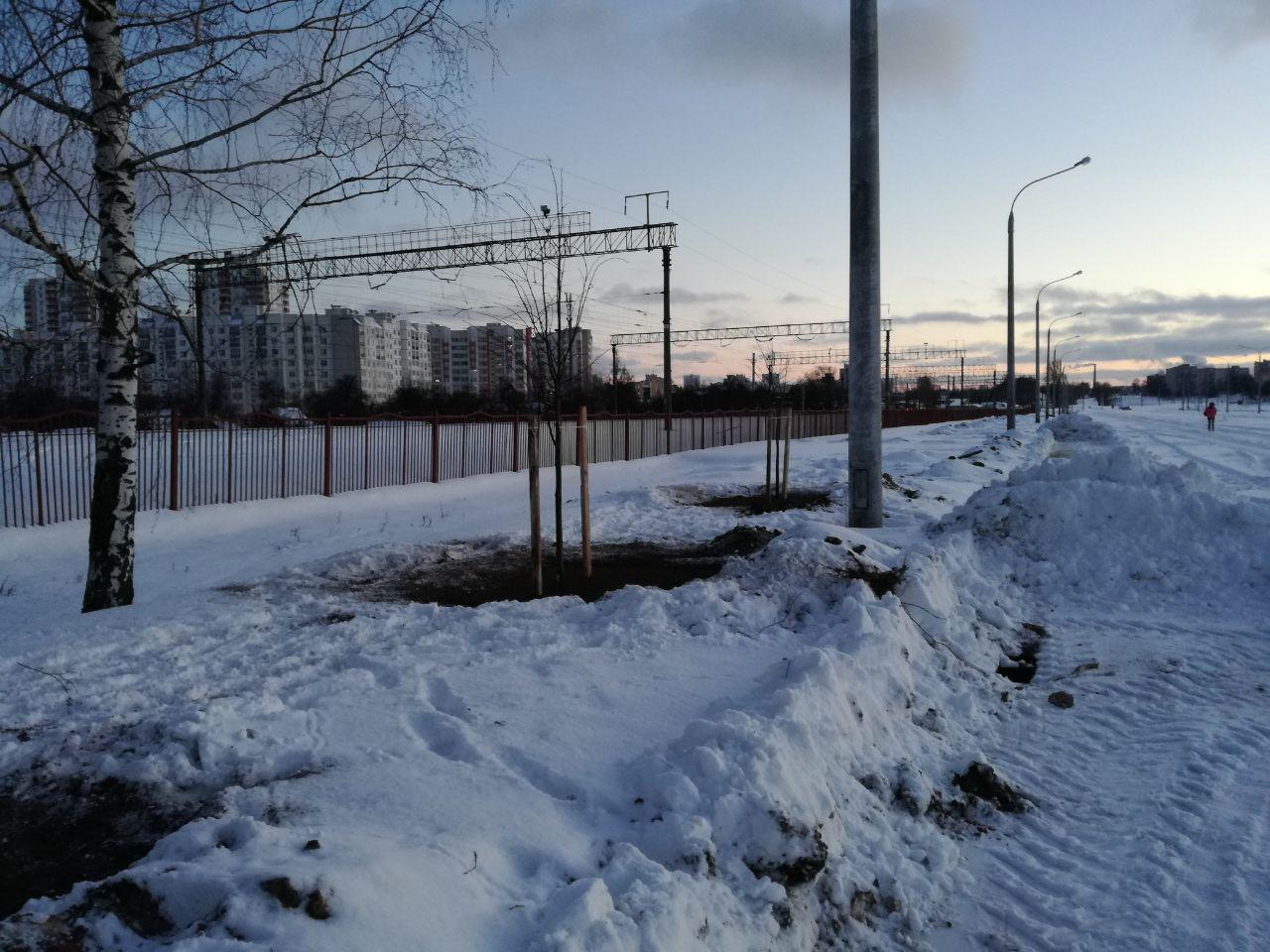 В Минске высаживают деревья в мороз. “Зеленстрой” говорит, что всё прекрасно