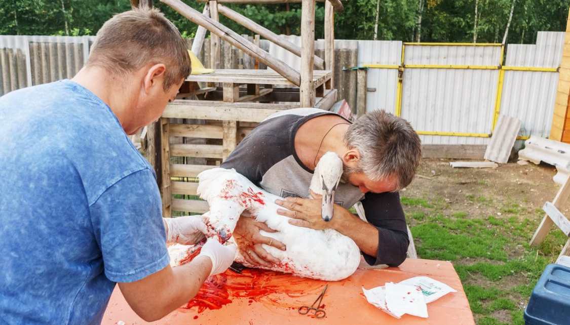 Як беларуская сям’я ратуе параненых птушак і гадуе эму на продаж