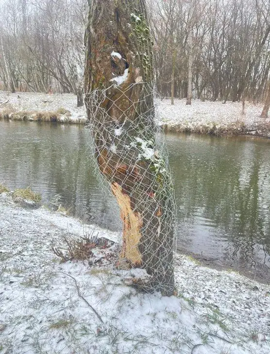 У Мінску змагаюцца з нашэсцем баброў