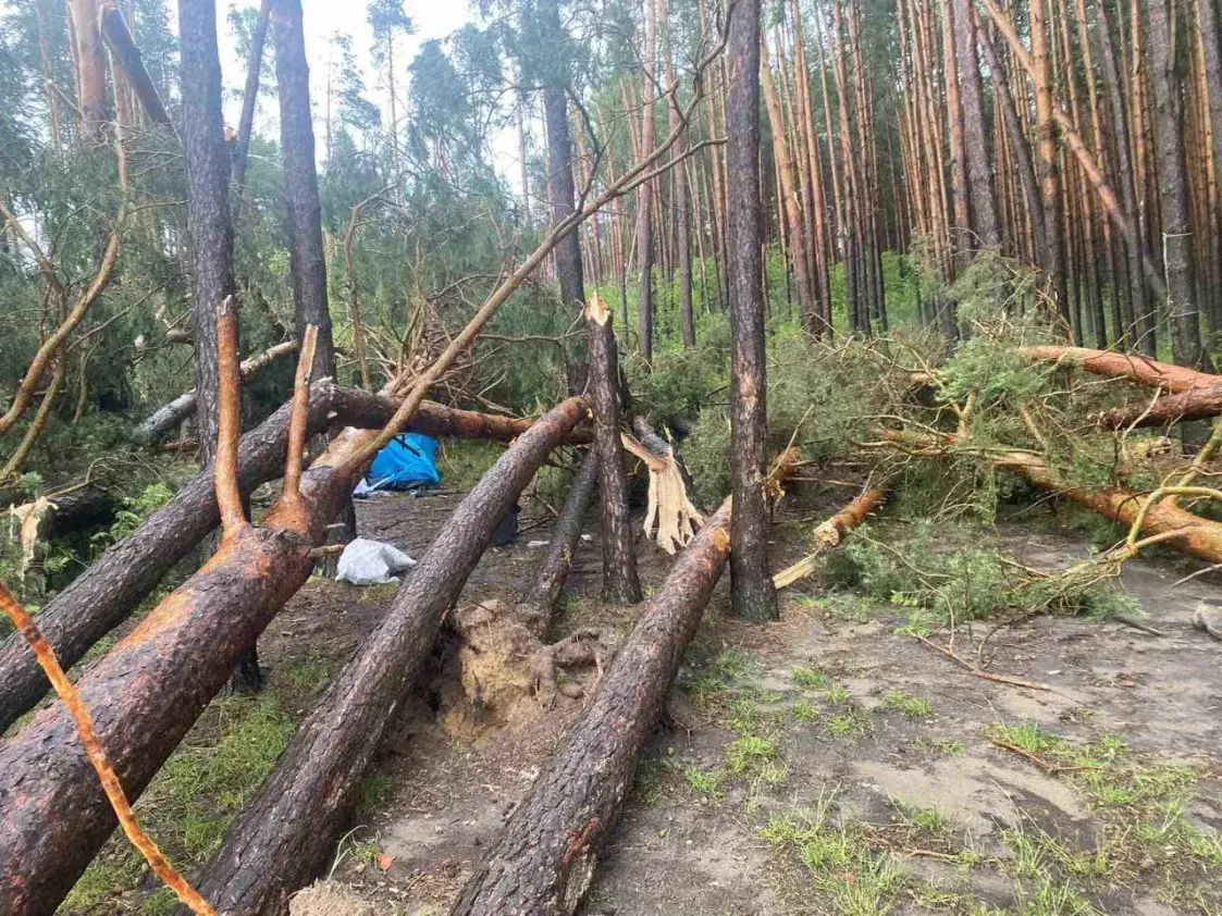 Пад Зэльвай ад дрэва, паваленага ветрам, загінула жанчына