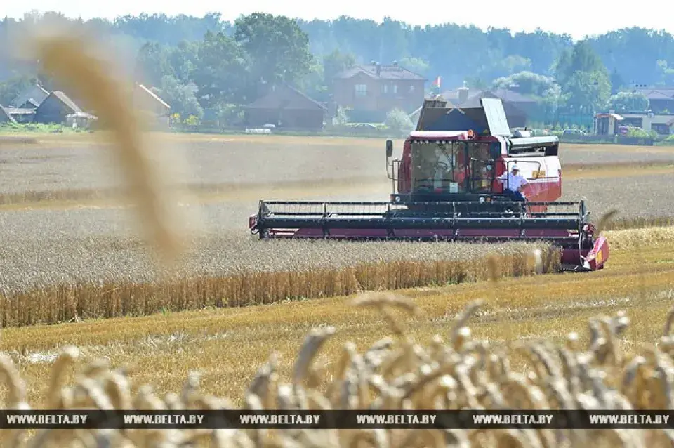 Па БТ сказалі, што Мікалай Лукашэнка намалаціў 5 тон збожжа (відэа)