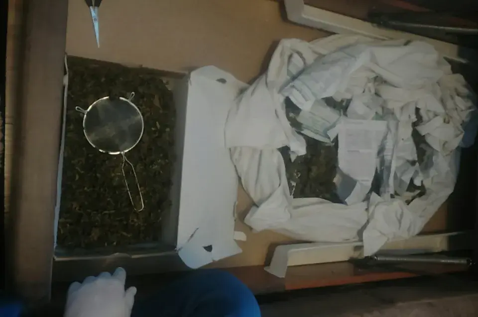 У жыхара Магілёва знайшлі больш за 2 кг марыхуаны (фота, відэа)