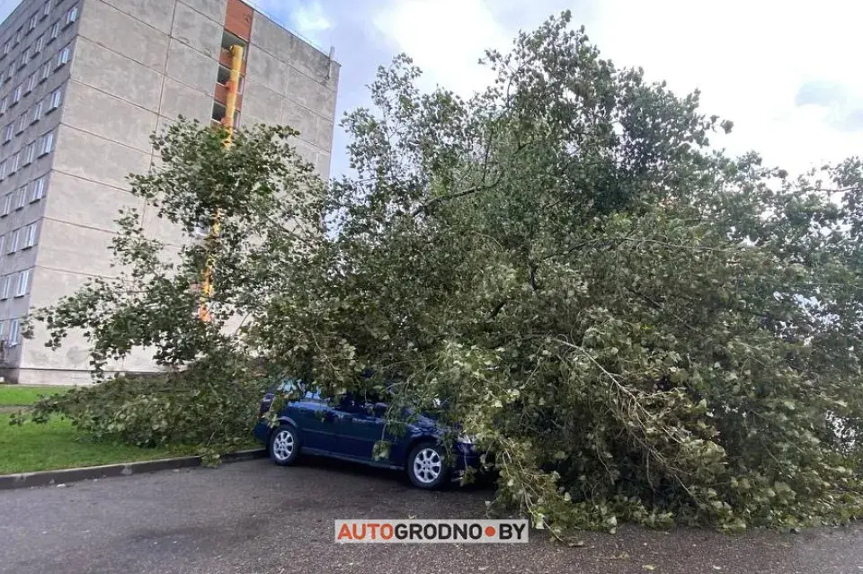 У Гродне вецер вырваў дрэва з каранямі з асфальту