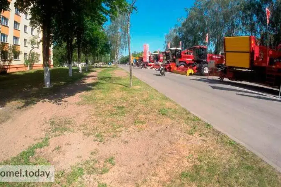 У Гомелі дзеля выставы спілавалі дзясятак бяроз у зялёнай зоне