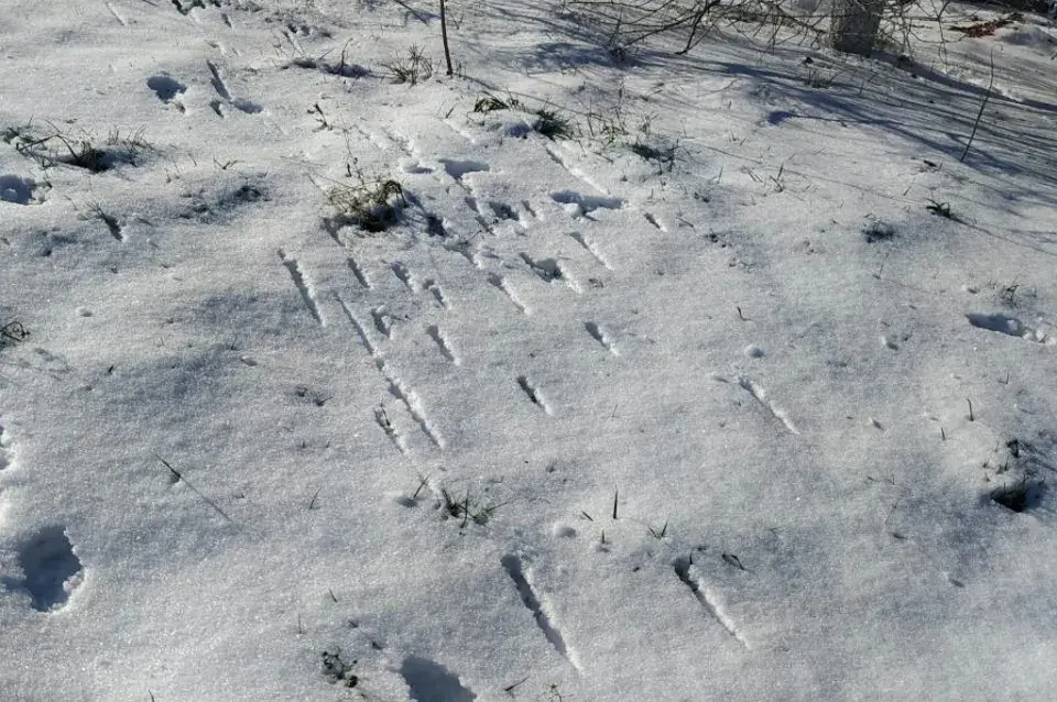 Гамяльчук пачаў страляць у зайца сярод жылых дамоў