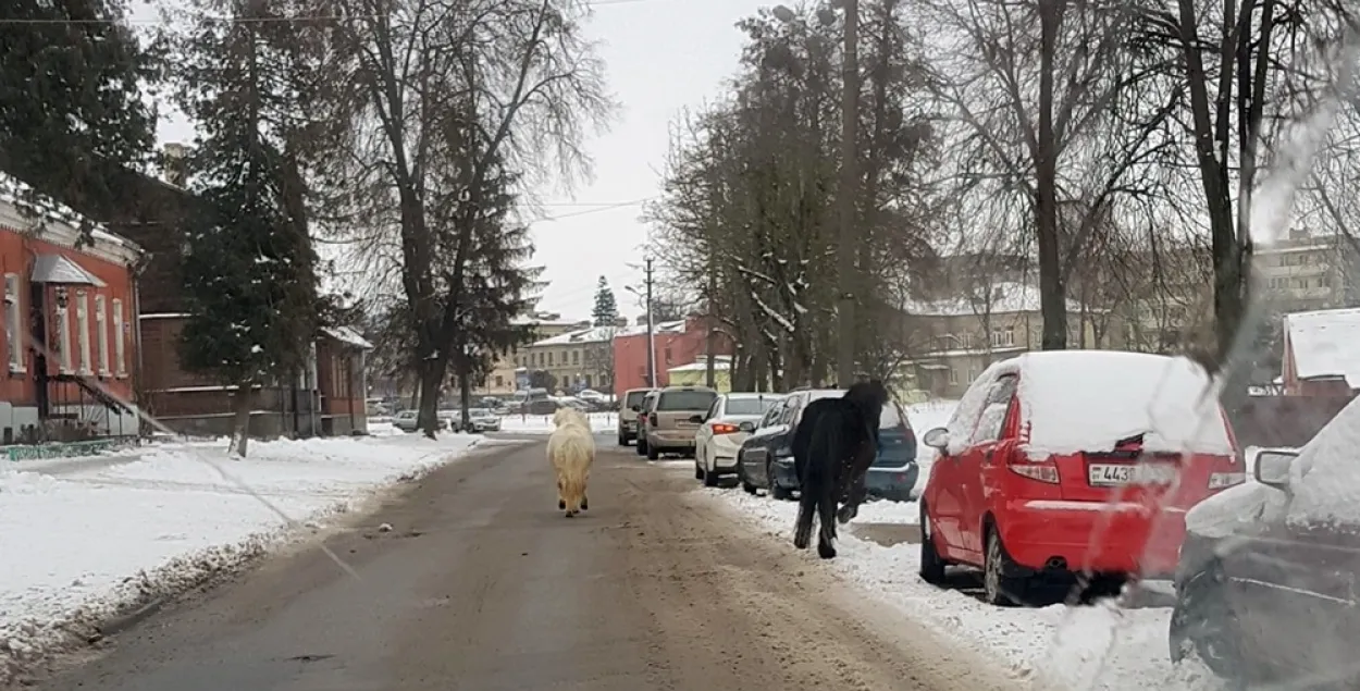 Поні Гошу і Ліну, якія бегалі па цэнтры Гродна, вярнулі гаспадарам