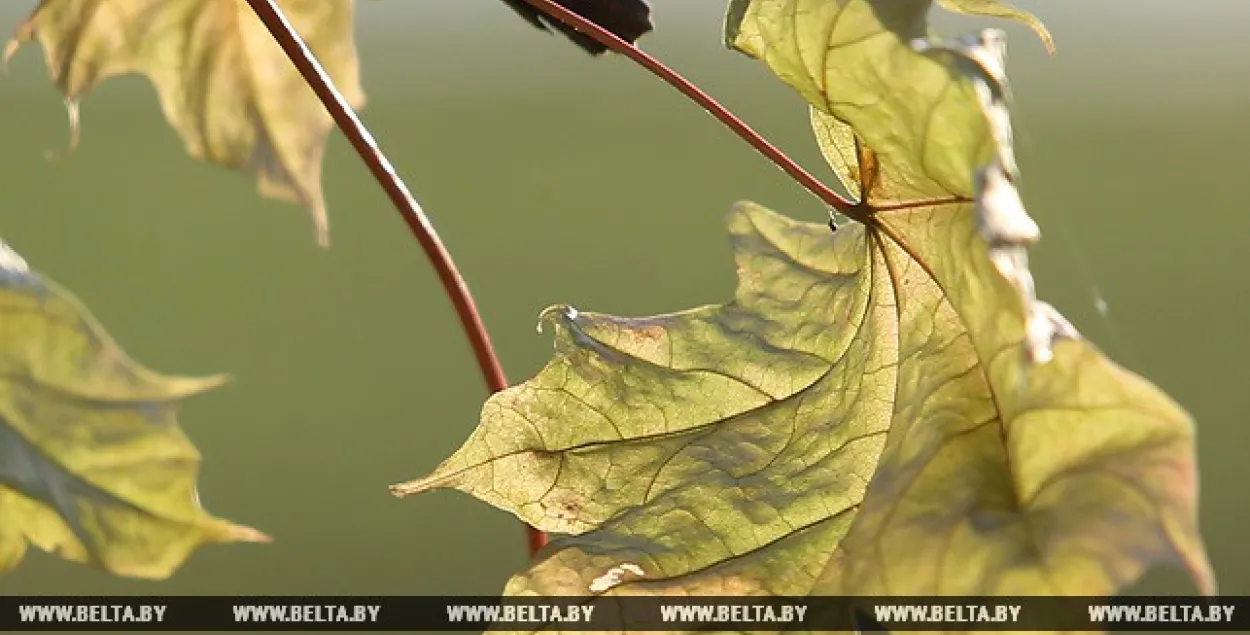 Уначы 29 верасня ў Беларусі зноў чакаюцца замаразкі