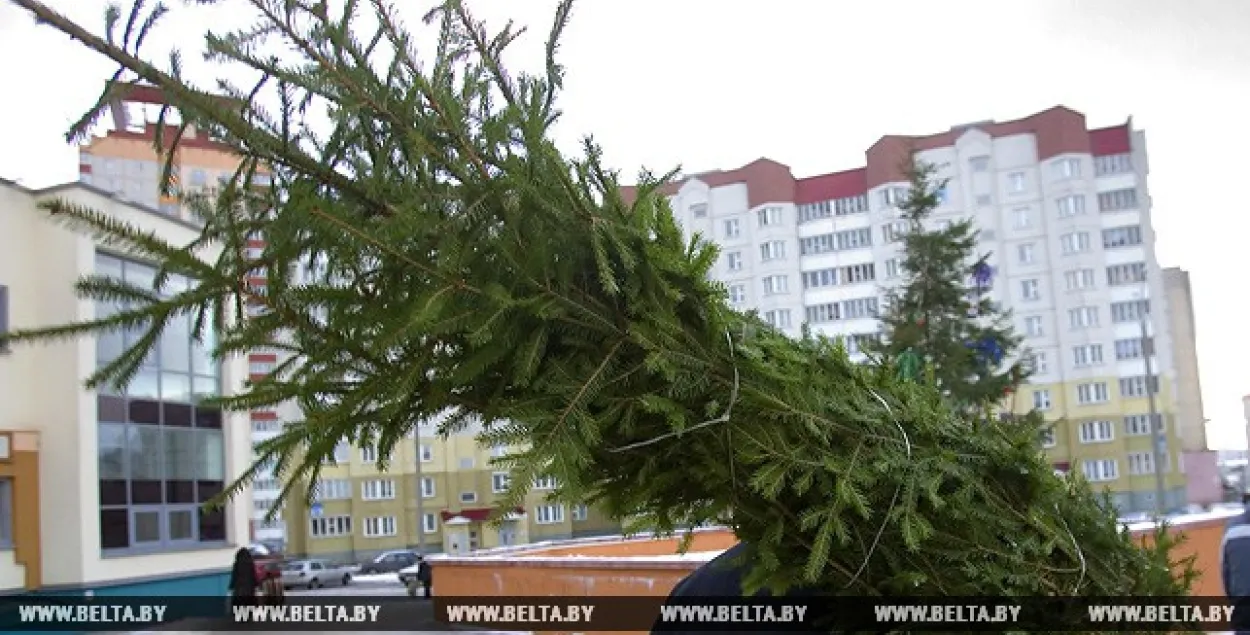 Дзе купіць ёлку ў Мінску і рэгіёнах (карта)