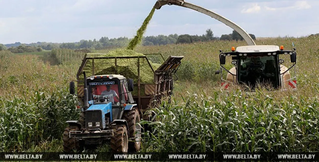 Чарговае здарэнне на кукурузным полі, механізатар застаўся без кісці рукі