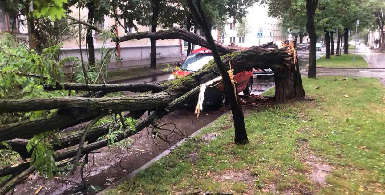 У Брэсце вецер ламаў дрэвы, пашкоджаныя шэсць аўтамабіляў