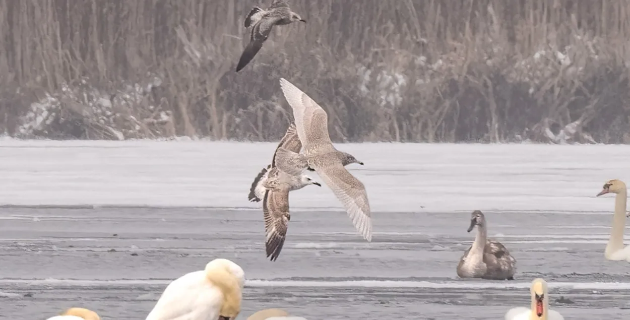 Каляндарная зіма набліжаецца / t.me/wildlifebelarus
