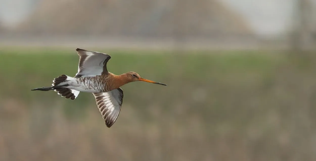 В Беларуси настоящая весна / t.me/wildlifebelarus/
