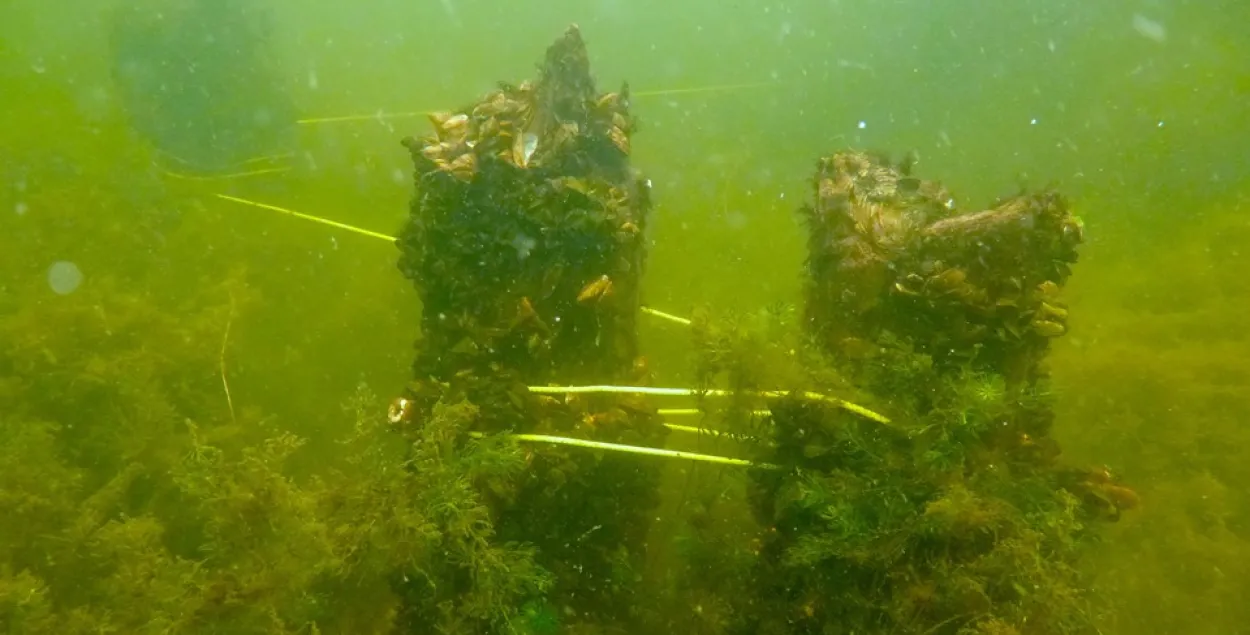 У возеры ў Браслаўскім раёне знайшлі рэшткі 400-гадовага моста