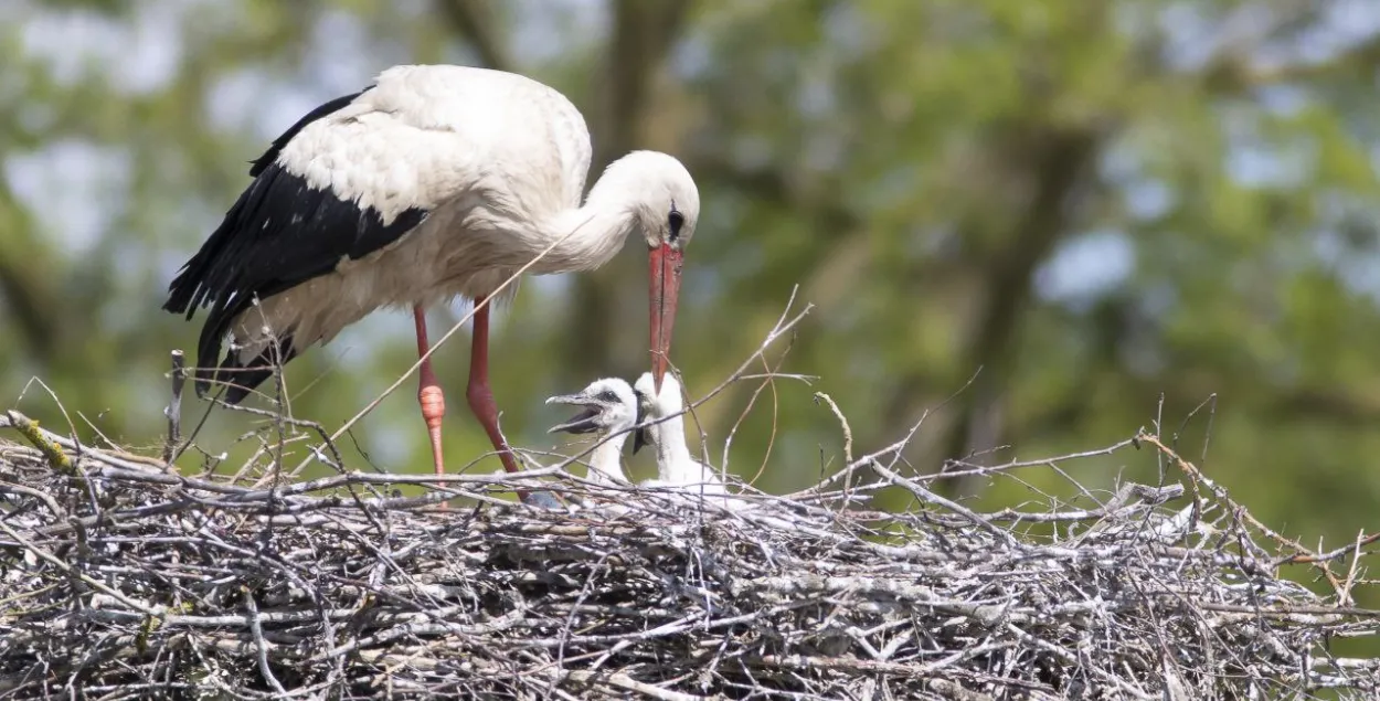 В Беларуси настоящая весна / t.me/wildlifebelarus/
