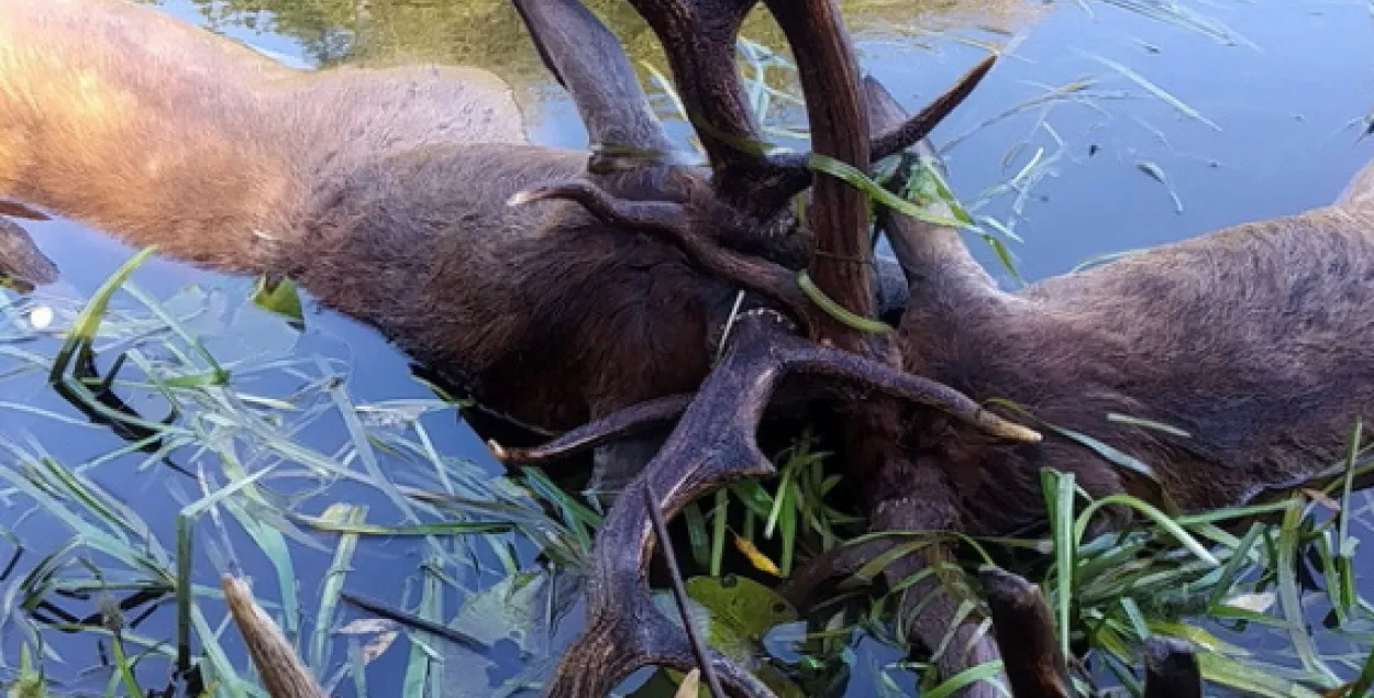 Падчас паядынку ў Бярэзінскім запаведніку загінулі два алені