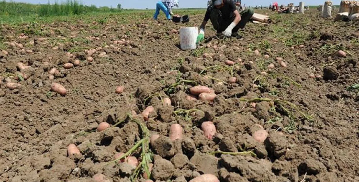 Праверка Мінаблвыканкама: Смерць Папчэні на “бульбе” — вытворчы выпадак