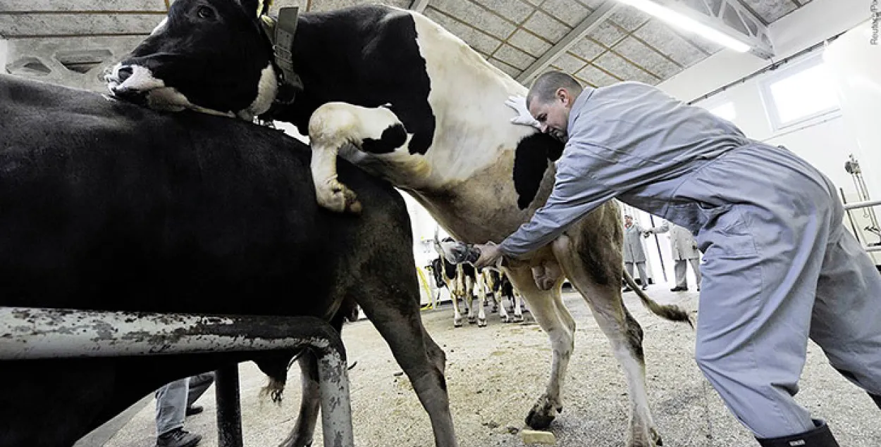 Рэспубліканская экспертная камісія апраўдала "БелГазету" за здымак з быком