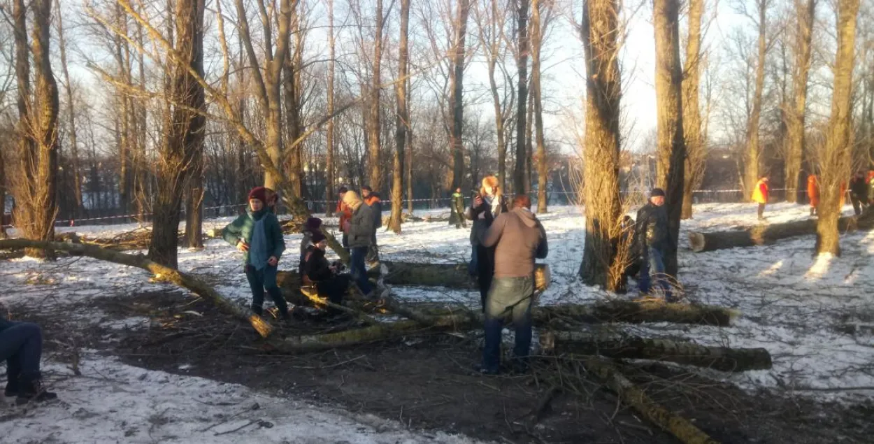 Чаму эколагі супраць вырубкі дрэваў у Катоўскім парку. 5 прычын