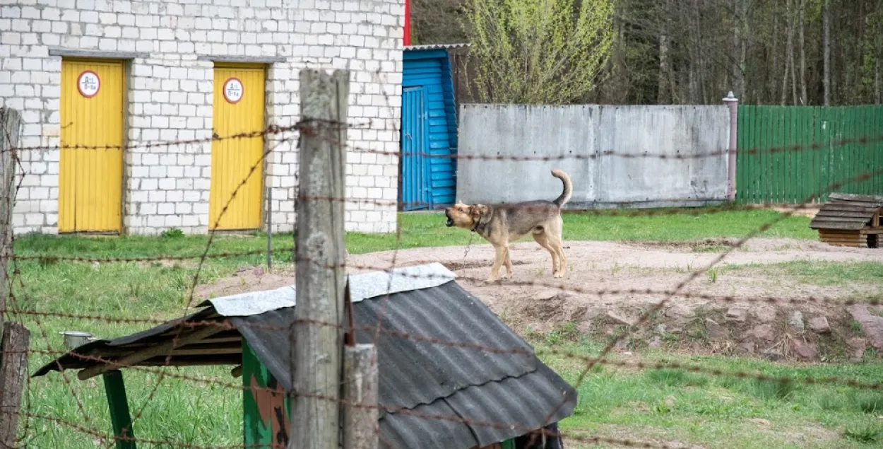 У Беларусі за год да адказнасці прыцягнулі 1400 уладальнікаў сабак