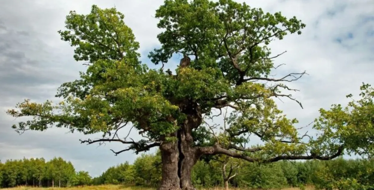 400-летний gодляшский дуб Дунин / treeoftheyear.org