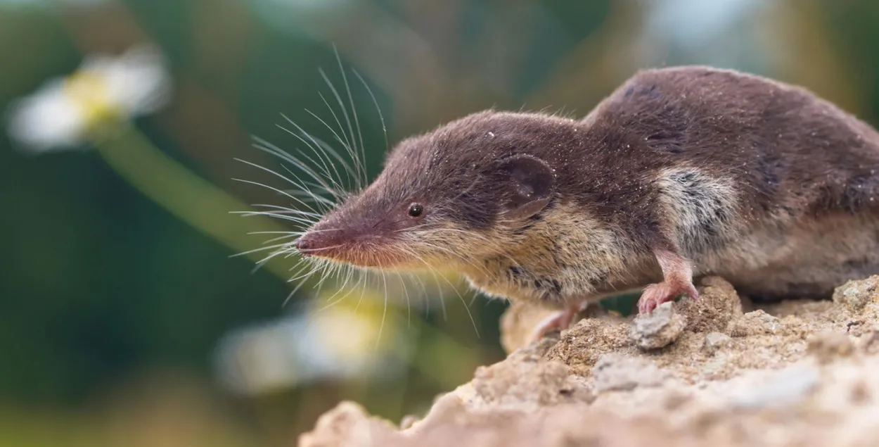 Землярыйка або буразубка (Sorex minutus) /&nbsp;Getty Images
