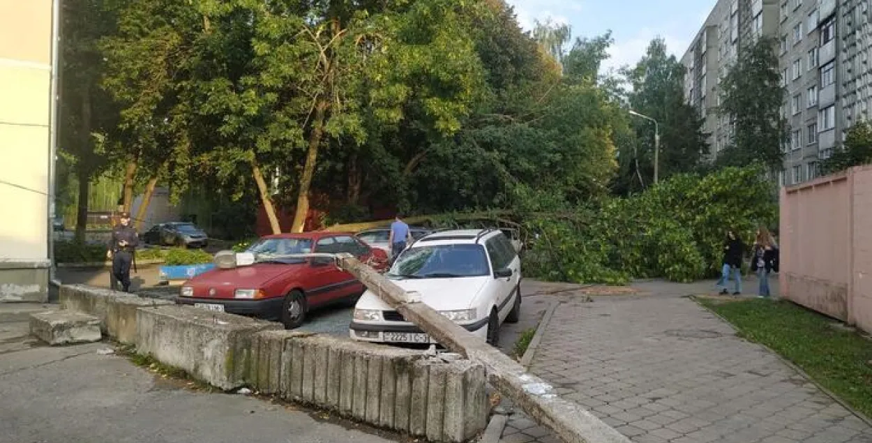 В Гомеле дерево и фонарный столб упали на машины / t.me/Auto_Gomel​