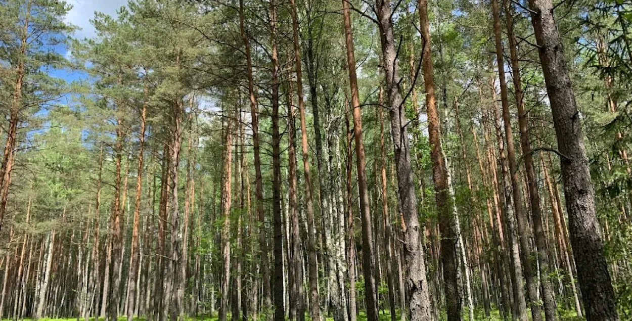 У пятніцу ў Беларусі будзе да +30 градусаў, месцамі — дажджы і навальніцы