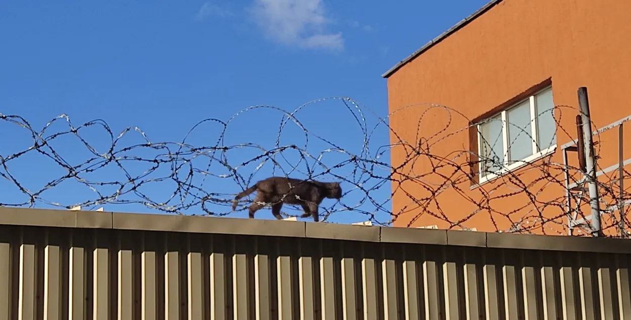 Кот идет по забору рядом с изолятором на Окрестина / Фото: Еврорадио