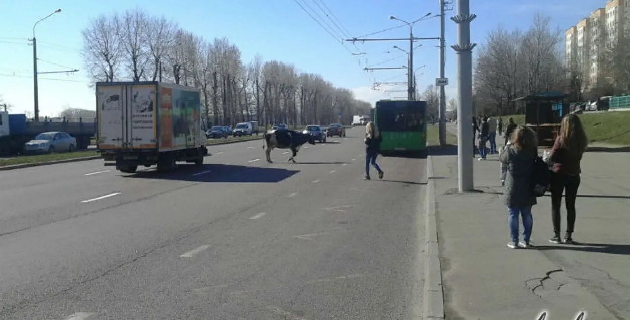 У Мінску з грузавіка падчас руху выпала карова