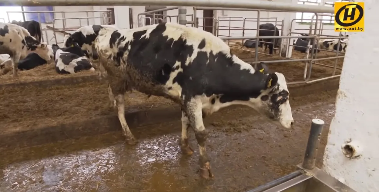 Доцентов академии в Горках отправляют на фермы следить за "обосранными коровами"