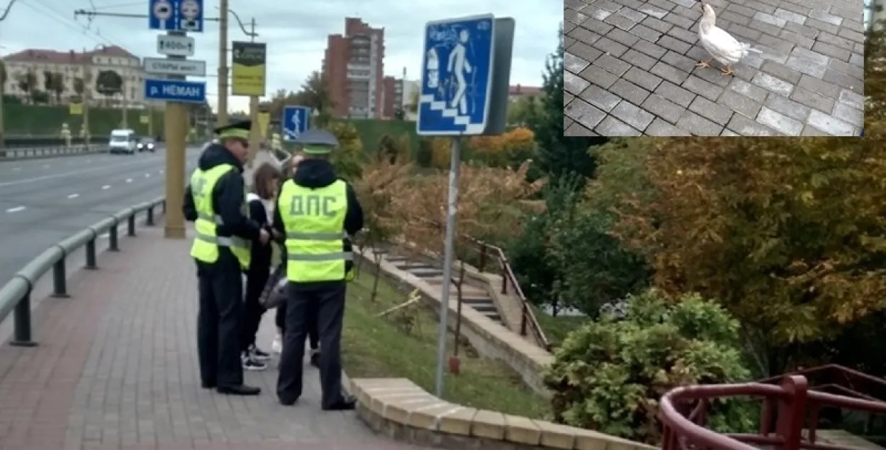 В центре Гродно два часа ловили курицу / hrodna.life