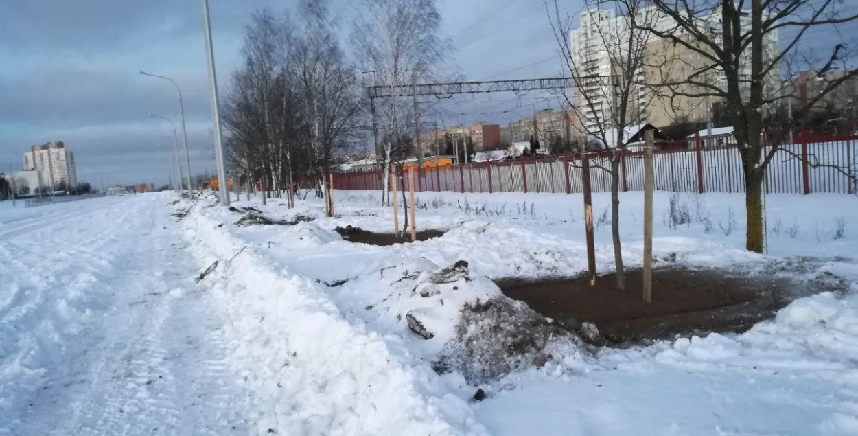 В Минске высаживают деревья в мороз. “Зеленстрой” говорит, что всё прекрасно