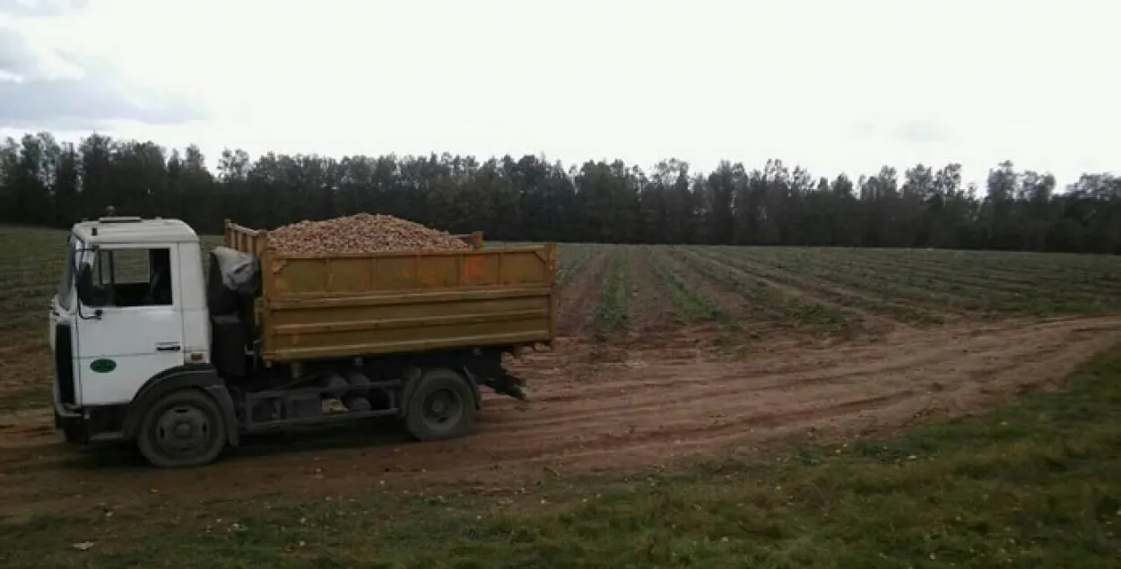 Выставілі абвінавачанне кіроўцу МАЗа, які наехаў на школьніцу пад Маладзечнам