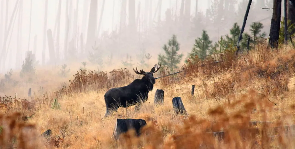 Паляўнічы думаў, што страляе ў лася / ілюстрацыйнае фота huntland.ru
