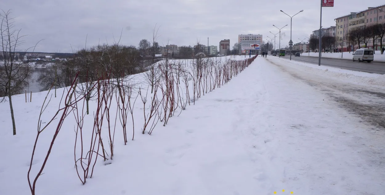 У Оршы кусты і дрэвы высадзілі ў снег