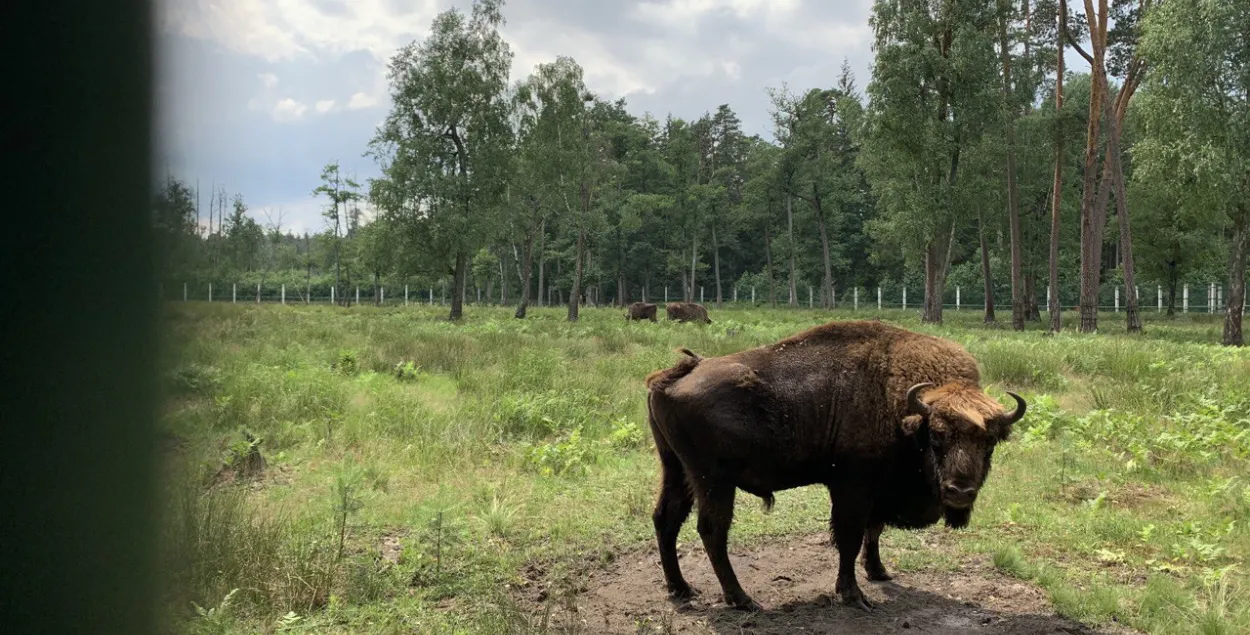 Беловежский зубр / Еврорадио​