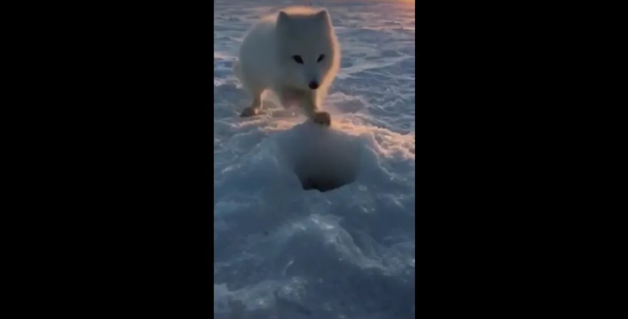 Фото: скриншот с видео.