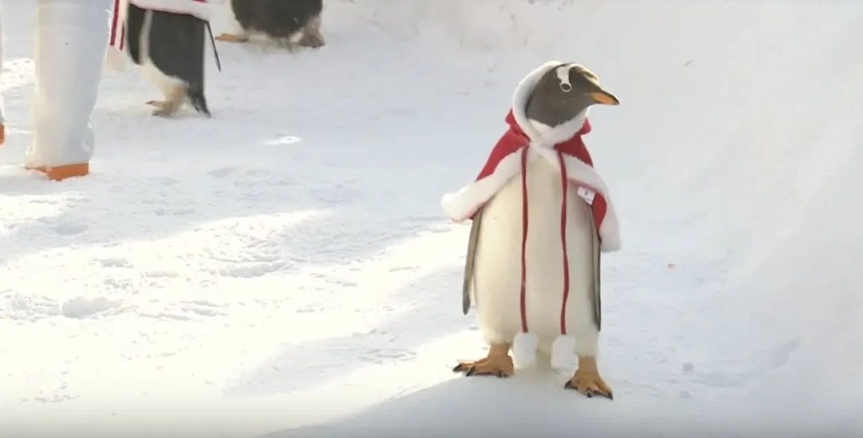 "Китайские" пингвины, переодетые в костюмы Санта-Клаусов, рвут интернет (видео)