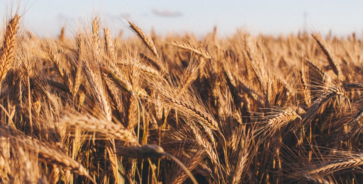 Власти запретили вывозить из Беларуси пшеницу