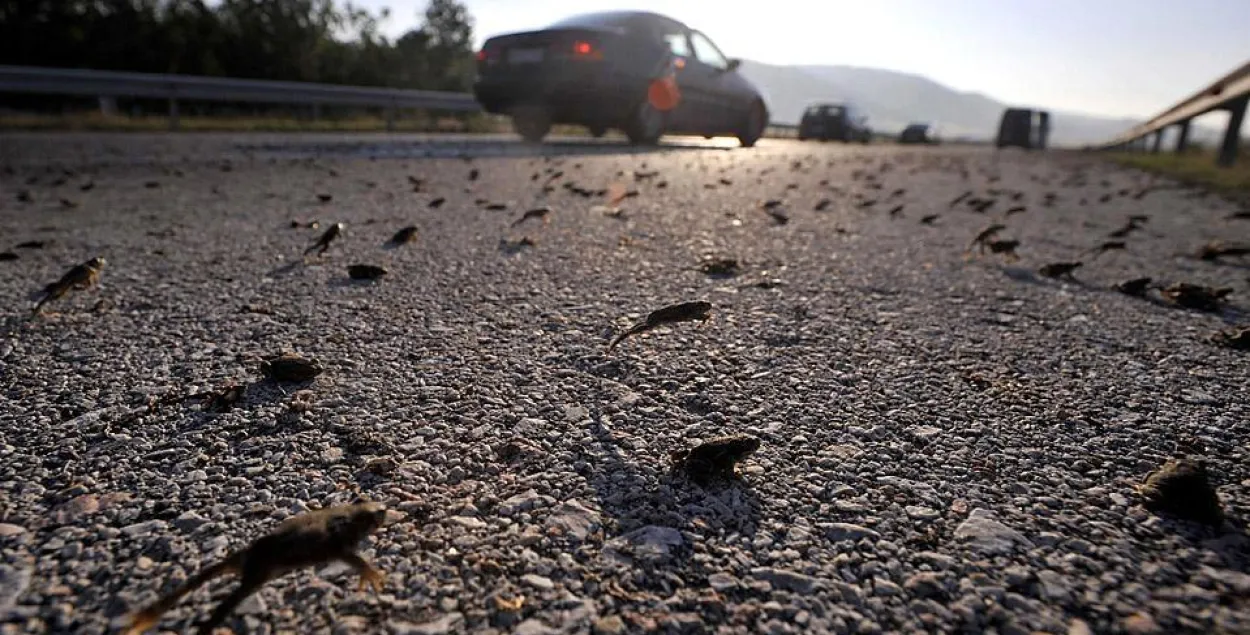 Frogs crossing a road. Photo:&nbsp;animalworld.com.ua